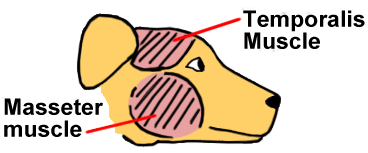 graphic of masticatory muscles