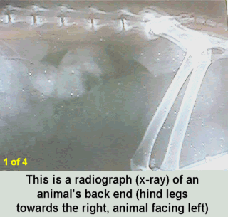 Radiograph of a cat with Megacolon
