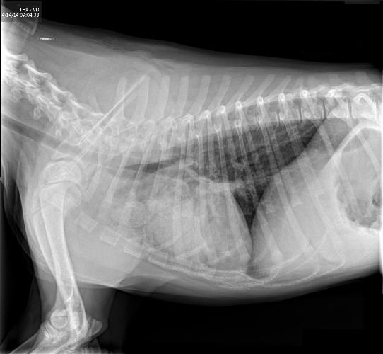 Radiograph of a megaesophagus patient with aspiration pneumonia