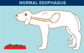 Coordinated muscle movements in the esophagus drive the food into the stomach.
