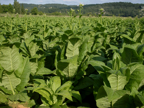 picture of Tobacco plant field