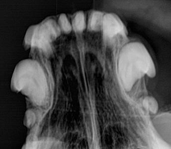 Radiograph from a dog with a nasal tumor.