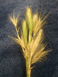 Foxtail