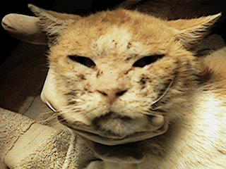 mange in cats natural treatment