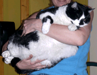 Obese Cat