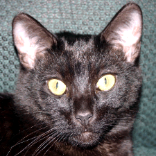 Black Cat Black Cat