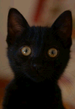 Black Cat Black Cat
