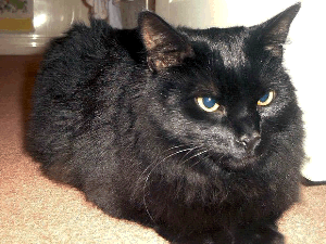Black Cat Black Cat