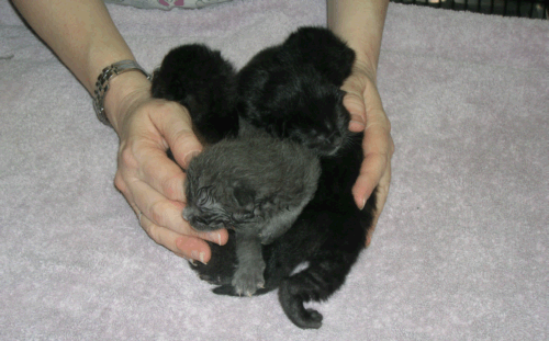 little kittens little kittens