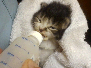 nursing kitten nursing kitten
