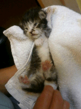 stimulating kitten to urinate stimulating kitten to urinate