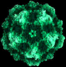 This is the actual canine parvovirus