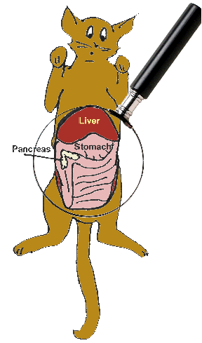 Pancreatitis in Cats