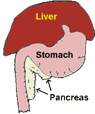 Image showing anatomy if liver, stomach and pancreas