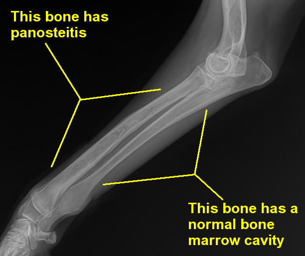 Image showing one bone with panosteitis and one without