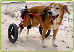 Dog cart from K9 Carts