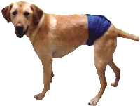 Dog Diaper Product