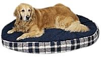 Dog laying on a bed