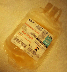 IV bag of fresh frozen canine plasma