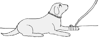 Canine Parvo Clip Art