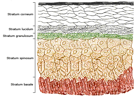 Drawing showing the different layers of the epidermis