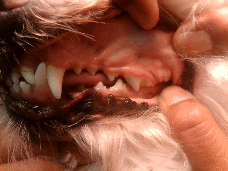 Normal pink color of the gums.