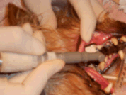 picture of canine dental polishing