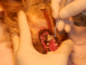 picture of canine dental probing