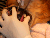 picture of canine dental scaling process