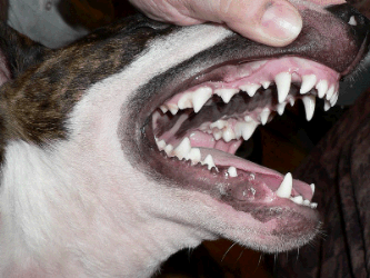 looking at dogs teeth looking at dogs teeth