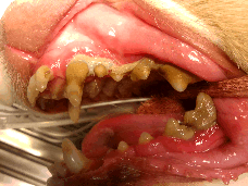 redness and swelling from severe periodontal disease in mouth of a canine