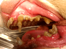 redness and swelling from severe periodontal disease in mouth of a canine redness and swelling from severe periodontal disease in mouth of a canine