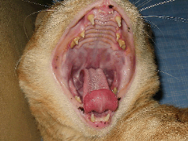 Unaffected Cat. This cat has some dental tartar but notice the normal color of the palatoglossal arches.
