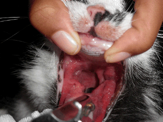 Cat with Caudal Stomatitis.