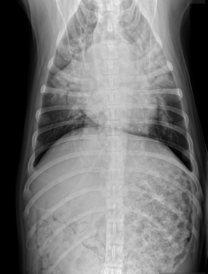 aerial view or "VD" chest film showing the collapsed/consolidated lung when this dog first started treatment