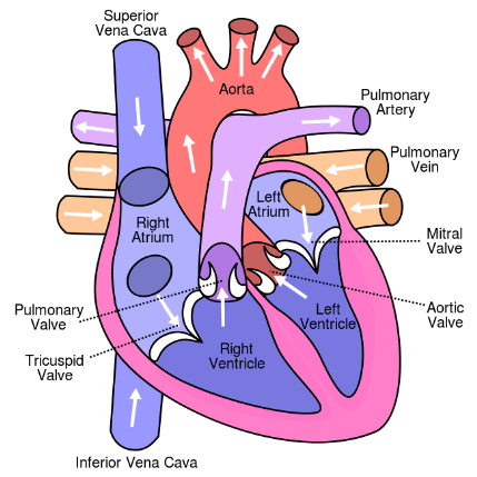 illustration showing normal heart cross-section