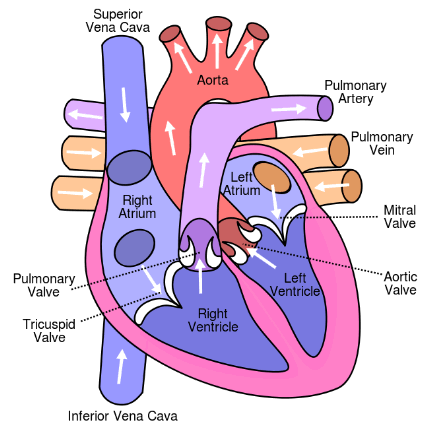 Normal Heart