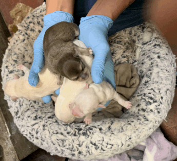 dog giving birth to puppies