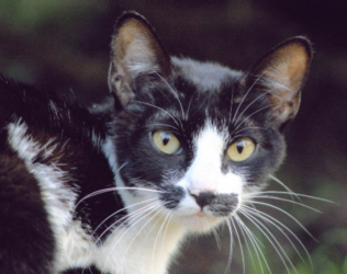 black and white cat mf