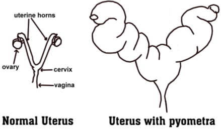 pyometra