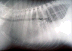 radiograph showing fluid in cavity