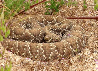 picture of mojave rattlesnake