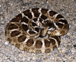 picture of northern pacific rattlesnake
