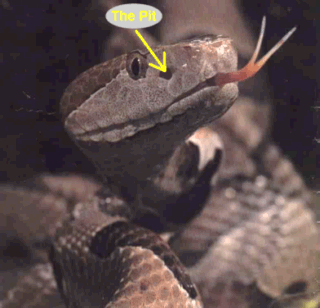 picture of pit viper showing facial heat sensing area