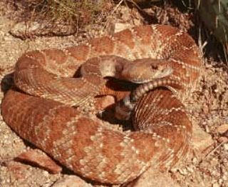 picture of red diamondback rattlesnake