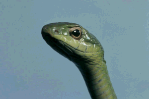picture of boomslang