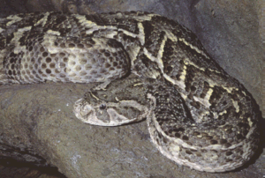 picture of puff adder