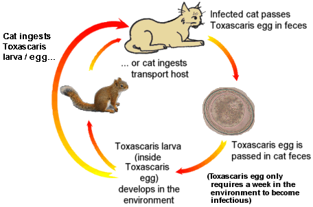 diagram of how roundworms develop from eggs to adults