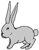 rabbit illustration