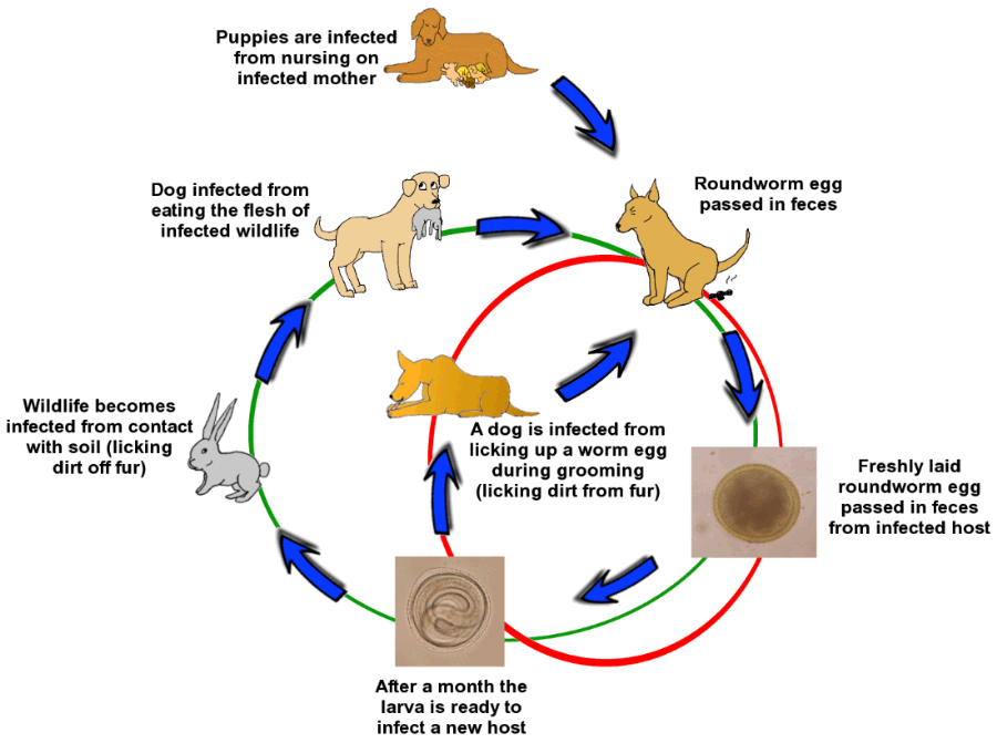 roundworm life cycle